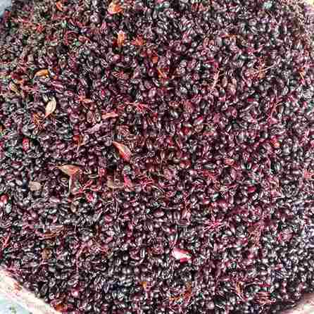 فروش زرشک آبگیری